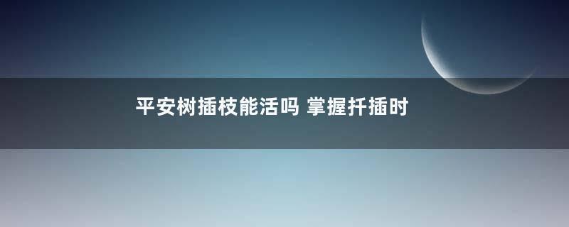 平安树插枝能活吗 掌握扦插时间和方法成活率高